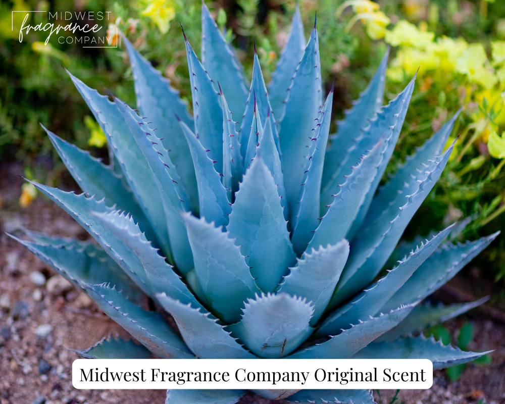 Agave Nectar + Lime Blossom - Fragrance Oil