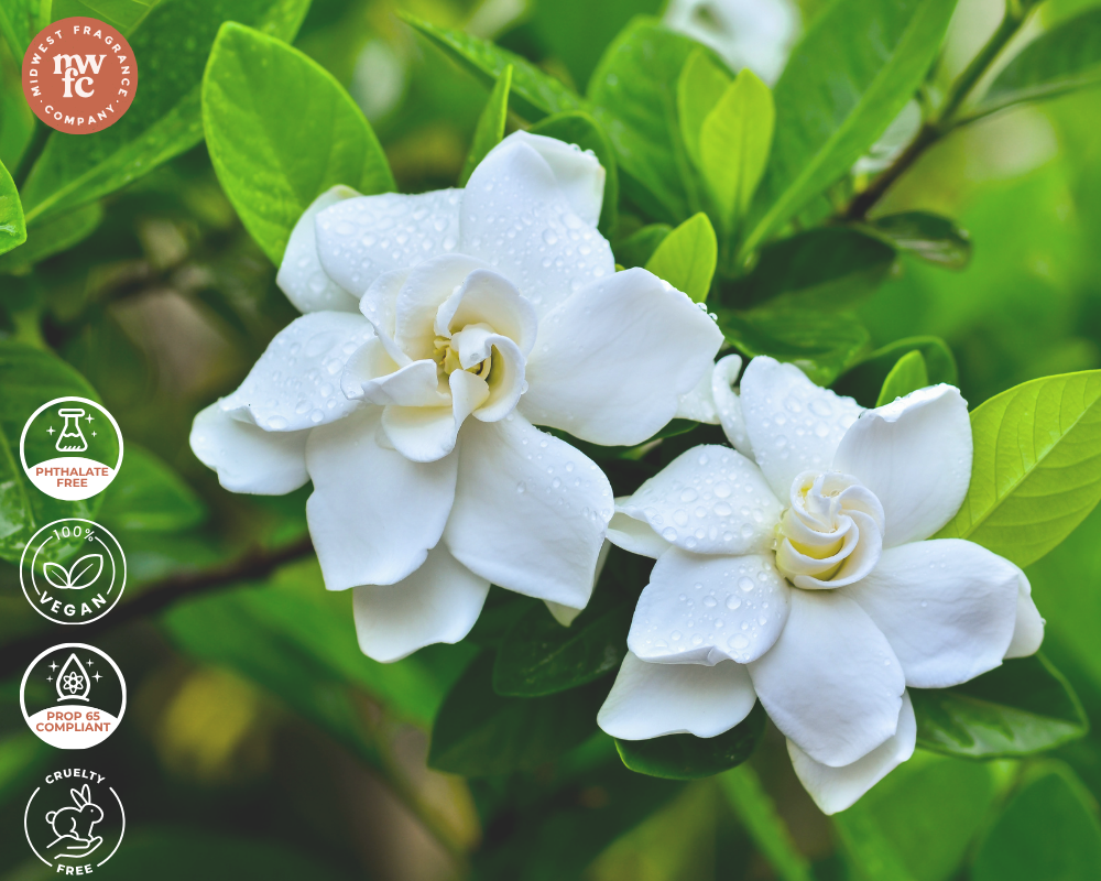 Gardenia - Fragrance Oil
