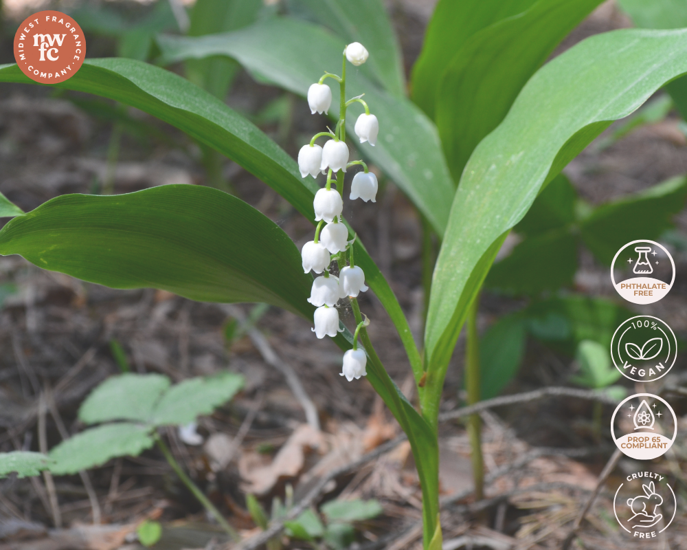 white lily fragrance oil Lily of the Valley