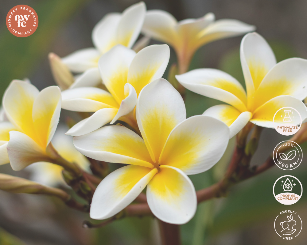 Plumeria - Fragrance Oil