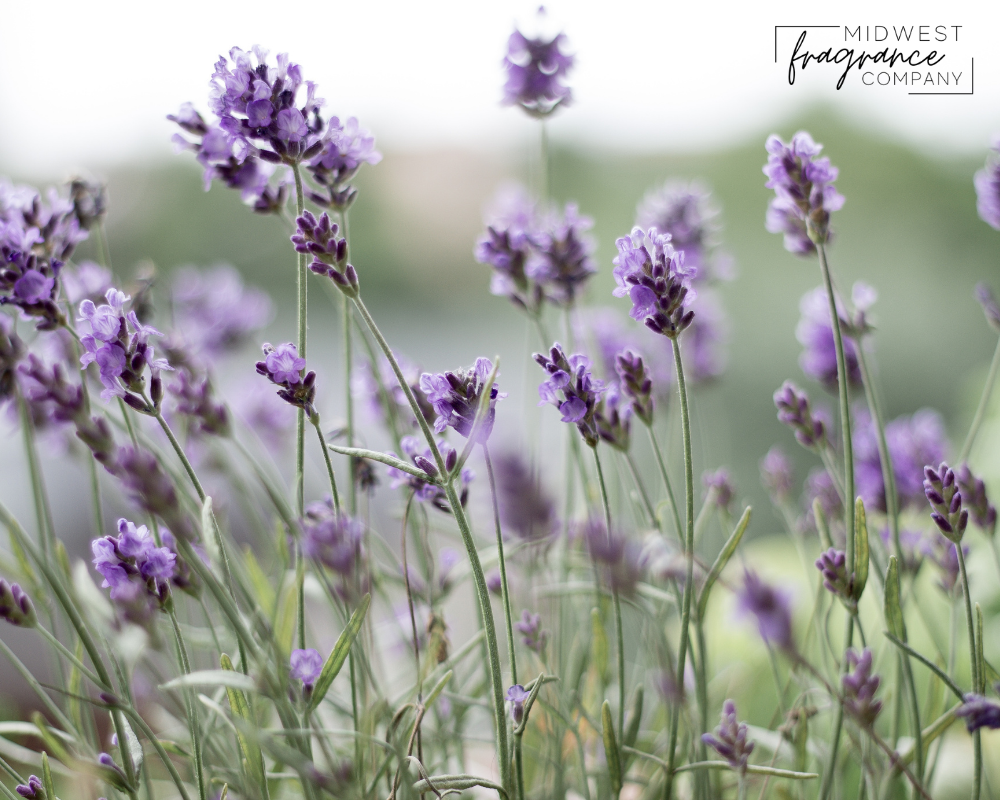 Lavender - Fragrance Oil