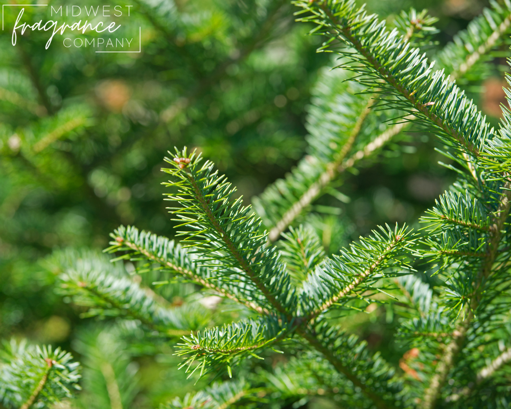 Balsam Fir - Fragrance Oil
