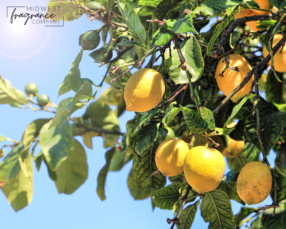 Lemon Unhinged - Fragrance Oil