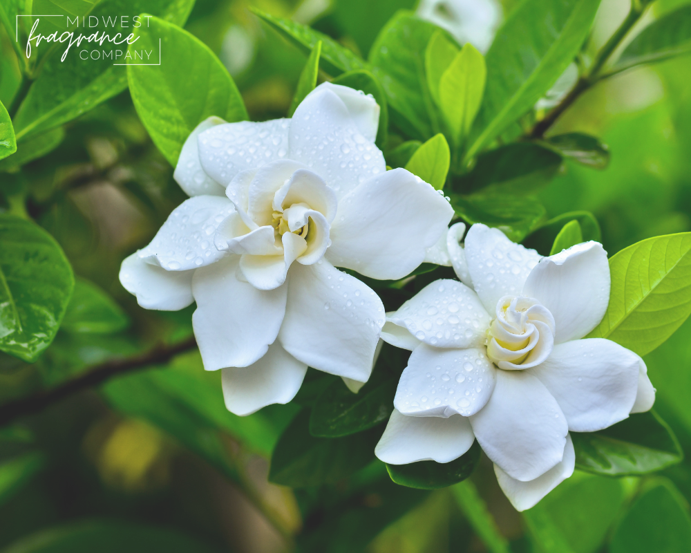 Gardenia - Fragrance Oil