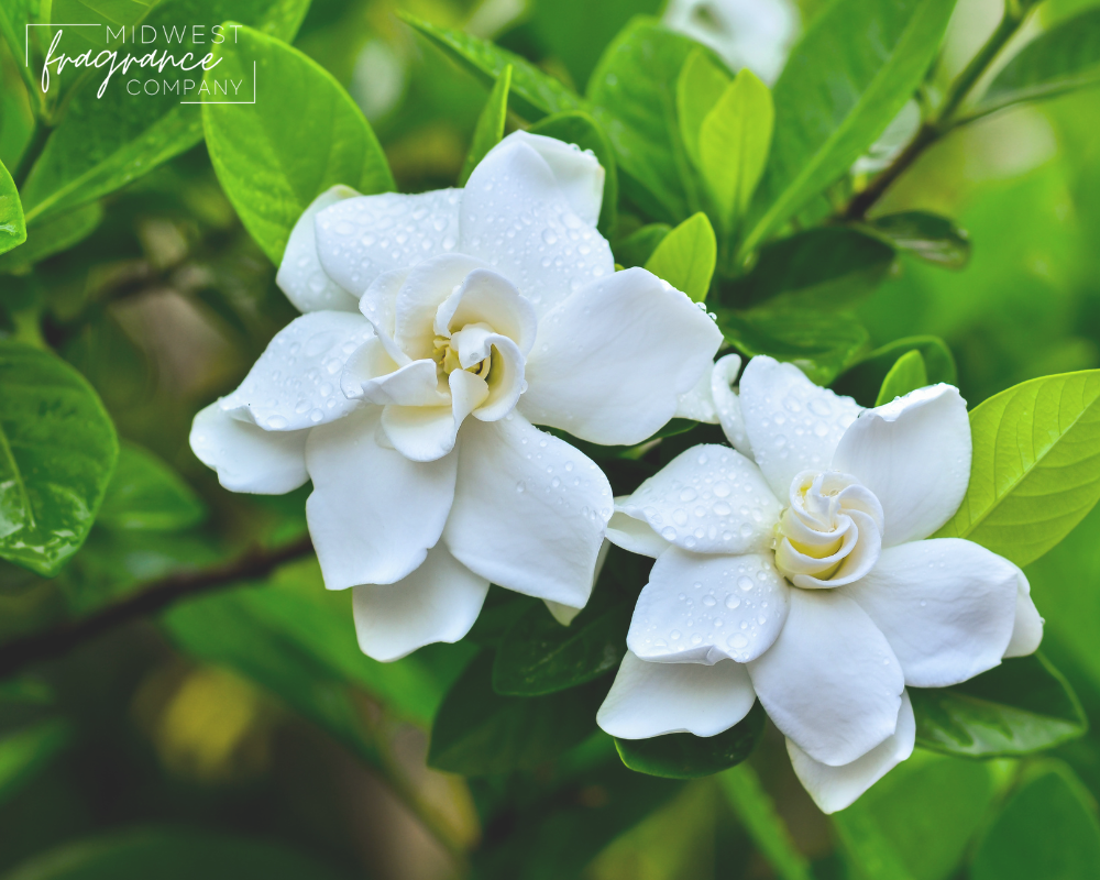 Gardenia - 100% Pure Aromatherapy Grade Essential oil by Nature's Note –  Nature's Note Organics