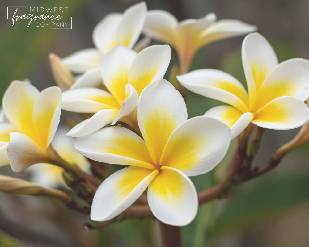 Plumeria - Fragrance Oil