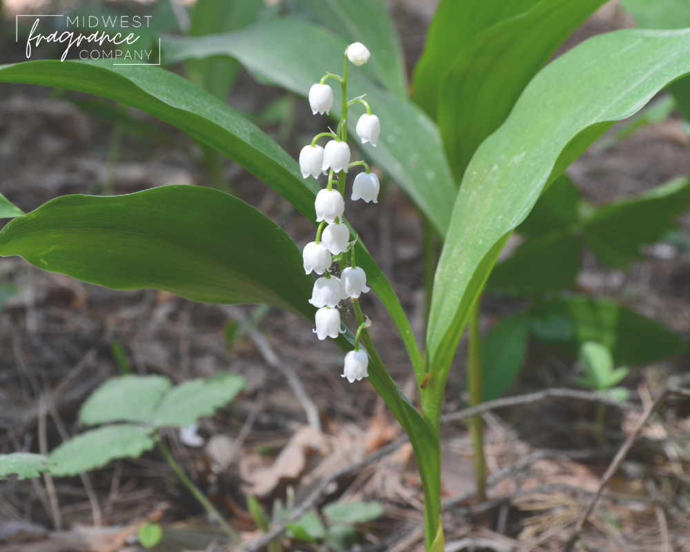 Lily of the Valley - Fragrance Oil