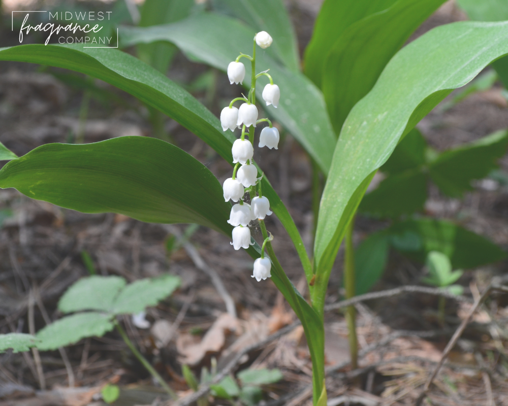 Lily Of The Valley Fragrance Oil - Wholesale Fragrances - Candle