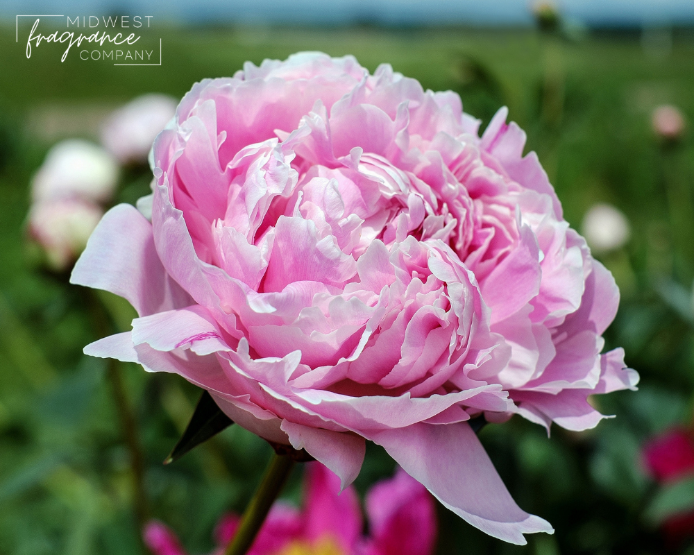Large pink flower in a lush green field of flowers depicting a fragrance called Midnight Peony.