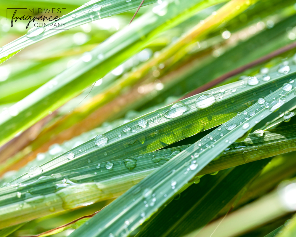 Lemongrass - Fragrance Oil