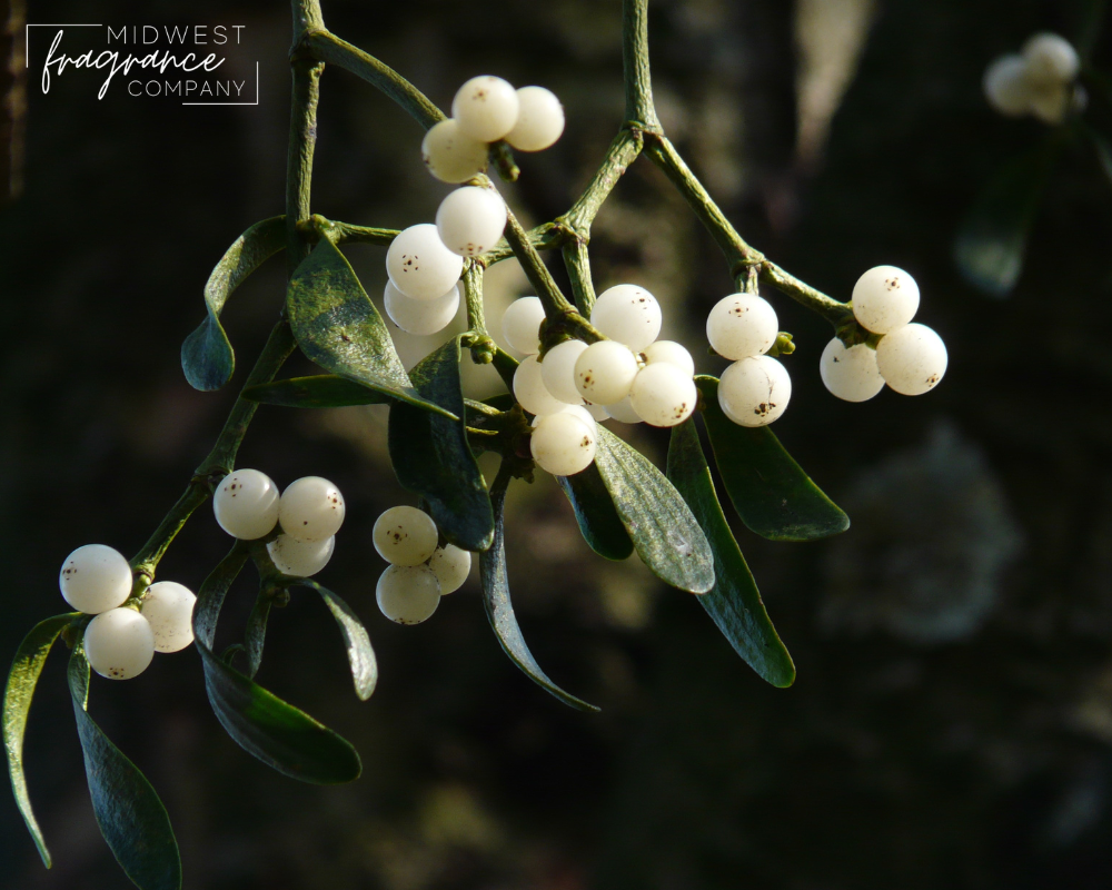 Mistletoe - Fragrance Oil