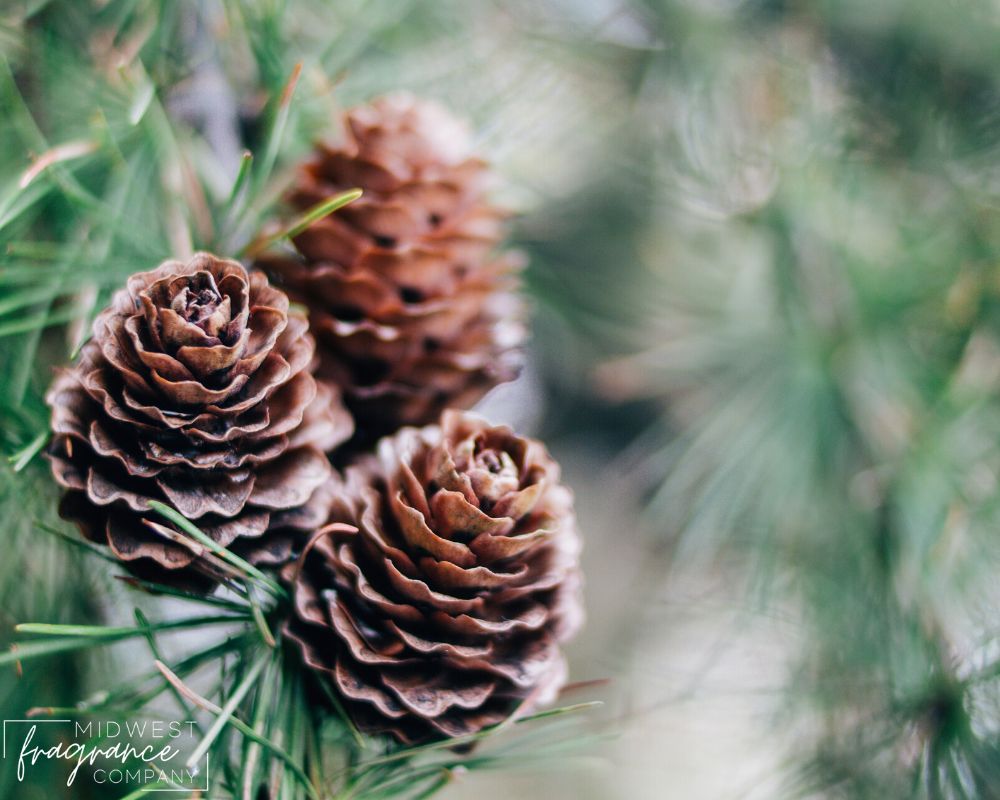 Roasted Pine Cone - Fragrance Oil