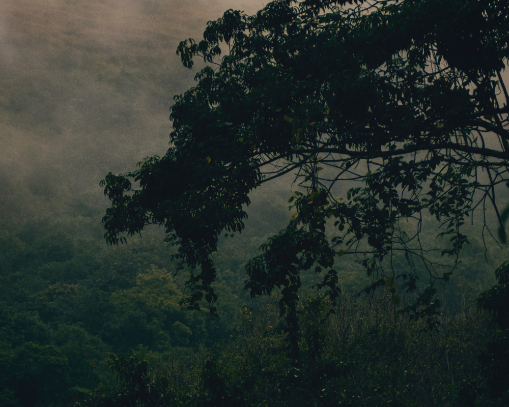 dark tree forest