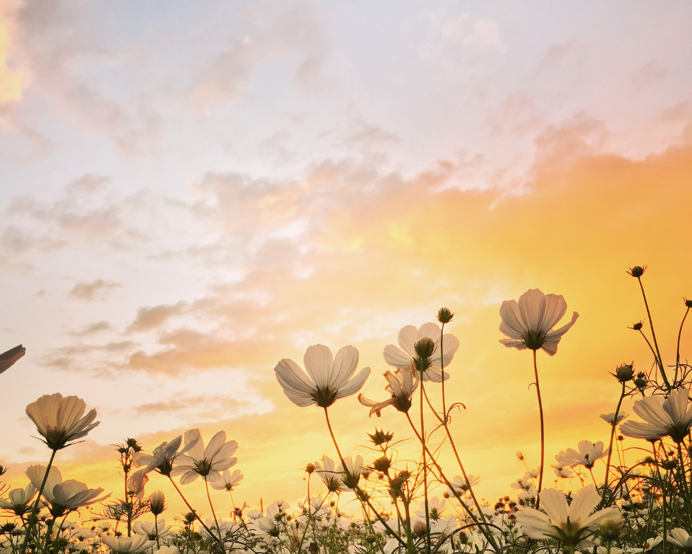 wildflowers spring