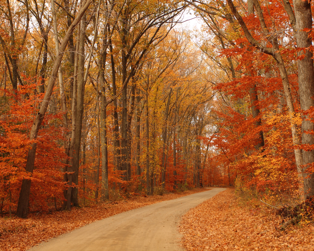 fall leaves