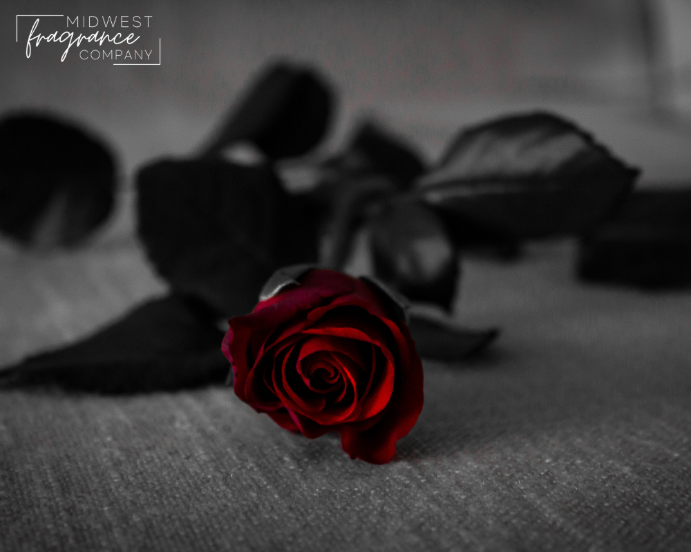 Close up image of a red rose with a dark, blurred background depicting a fragrance called Dark Kiss. 