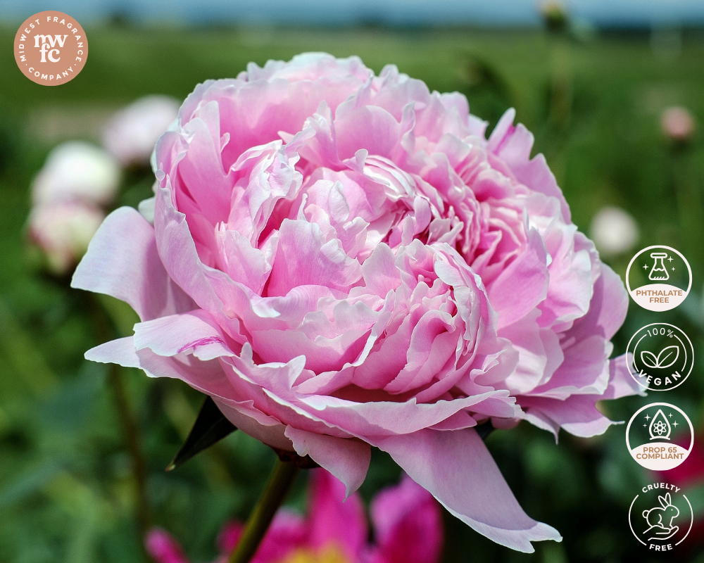 Midnight Peony (type) - Fragrance Oil