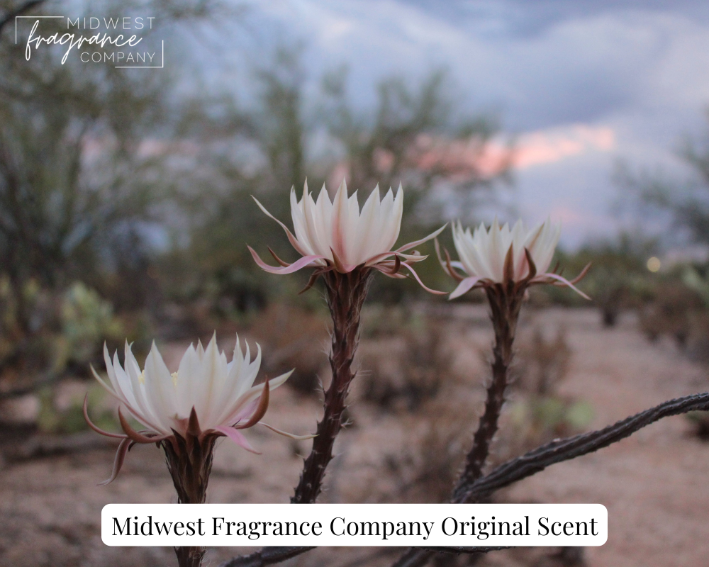 The Queen of the Night, a night-blooming desert cactus that features a white prickly flower one night a year. 