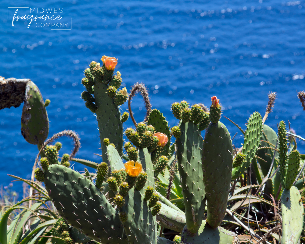 Baja Cactus Blossom (type) - Fragrance Oil