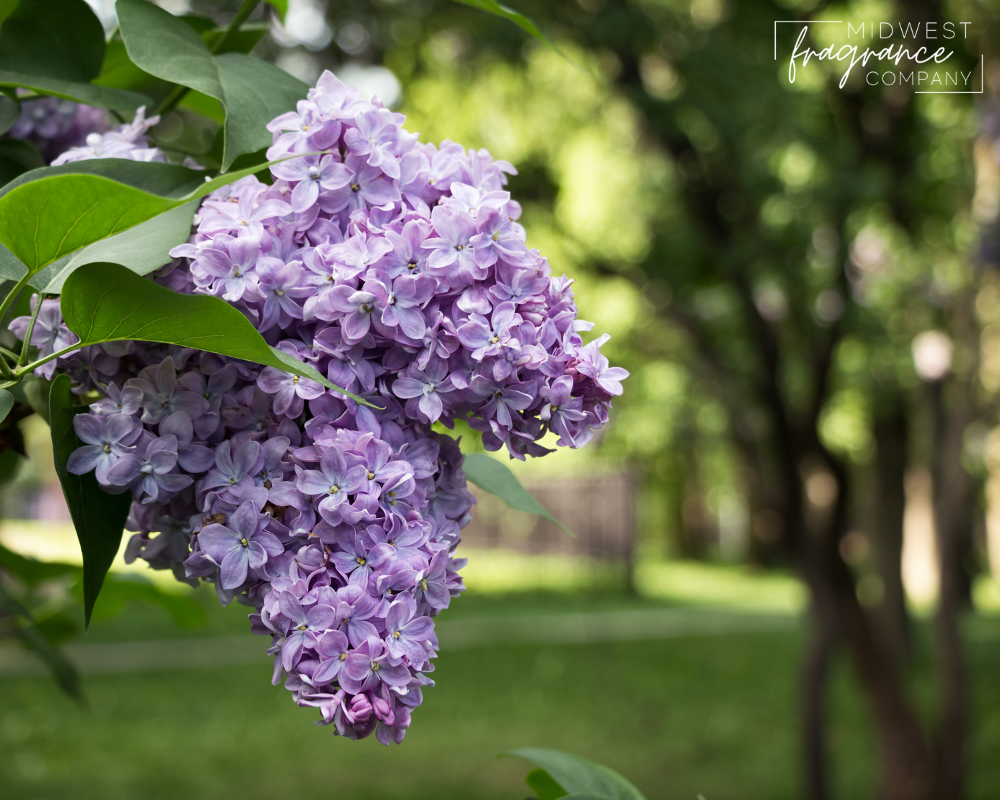 Lilac - Fragrance Oil