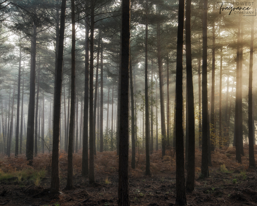 A foggy forest of trees with morning sunlight streaming through, evoking the feeling of masculine woods and musk.