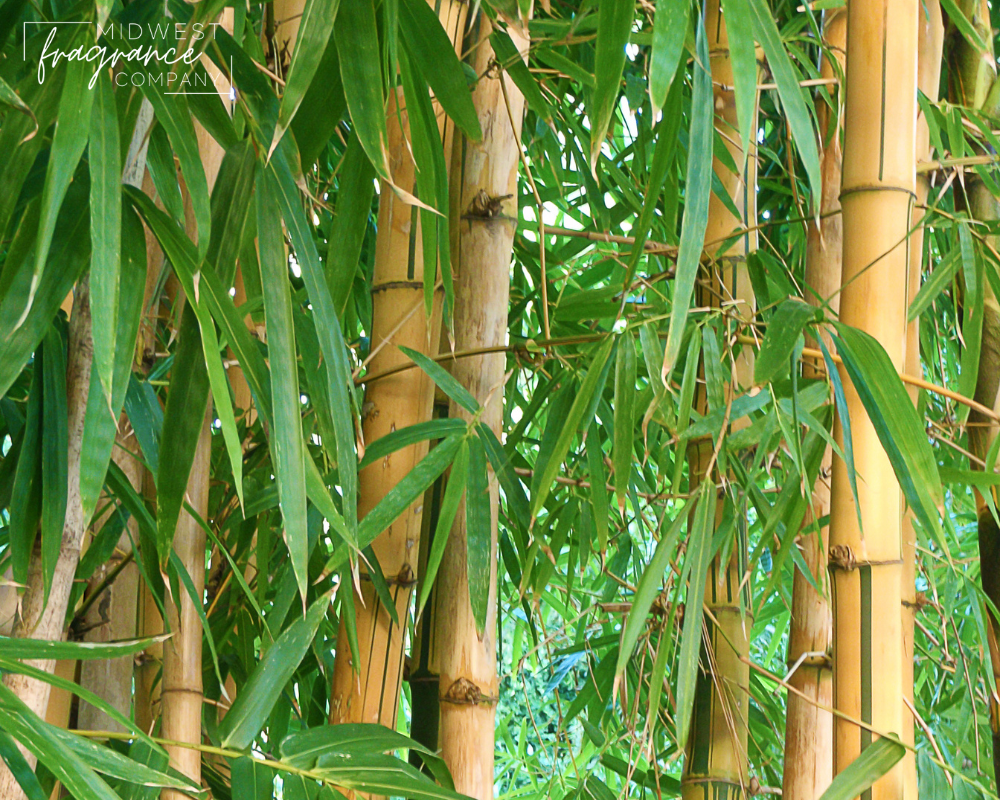 Bamboo + Teakwood - Fragrance Oil