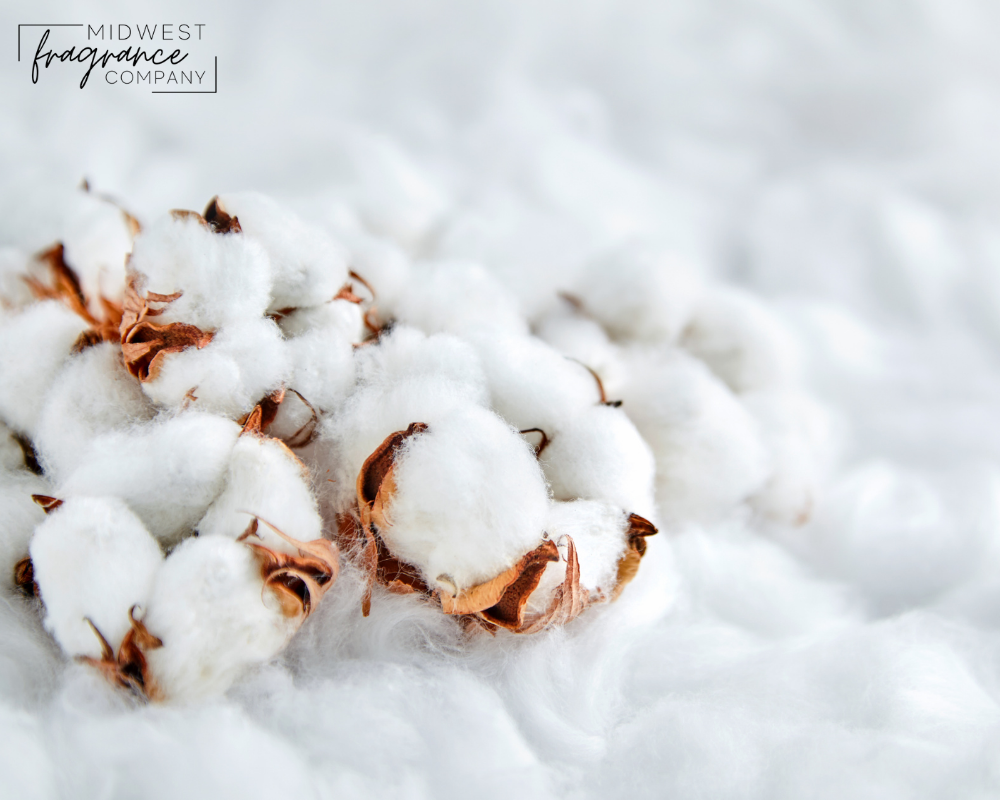 Crisp clean cotton plant on a background of white, fluffy cotton. 