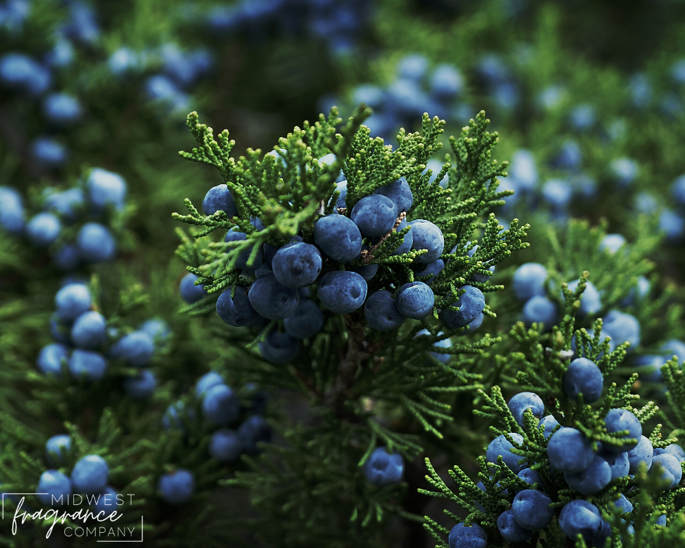 A closeup image of a full juniperberry pine tree with a blurred green background.